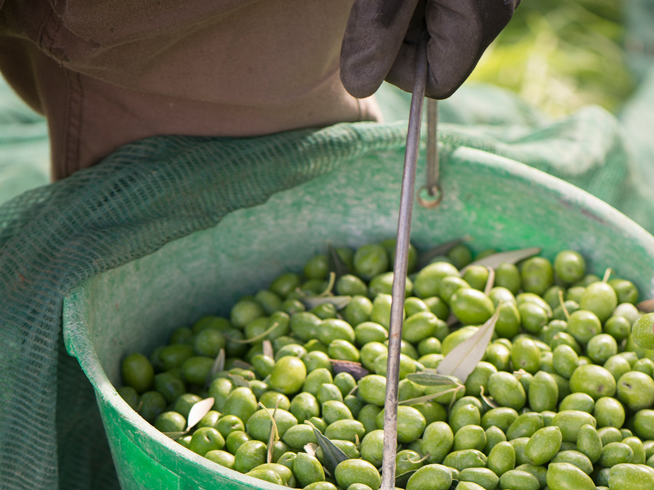 annatascalanza-workshop-olive-oil-01