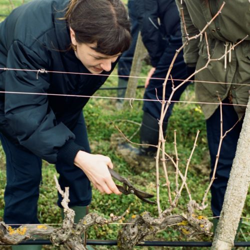 Learning how to prune vines